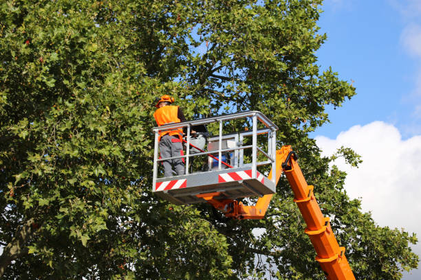 Trusted Olivehurst, CA  Tree Services Experts